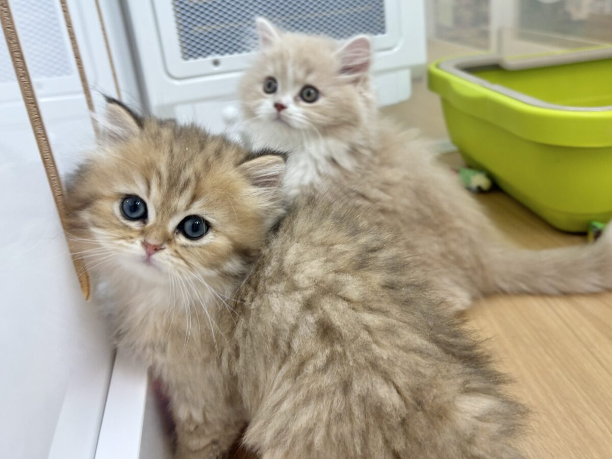 ブリティッシュショートヘア