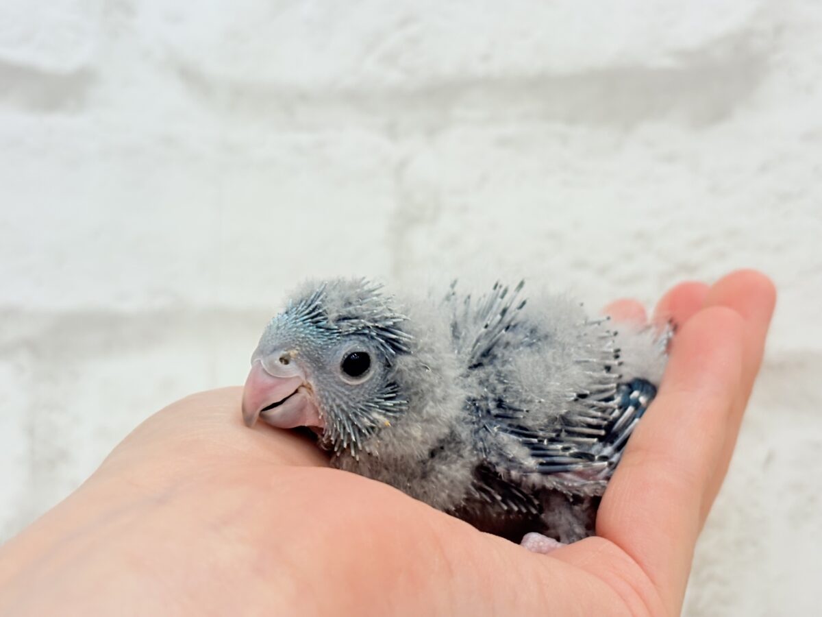 サザナミインコ
