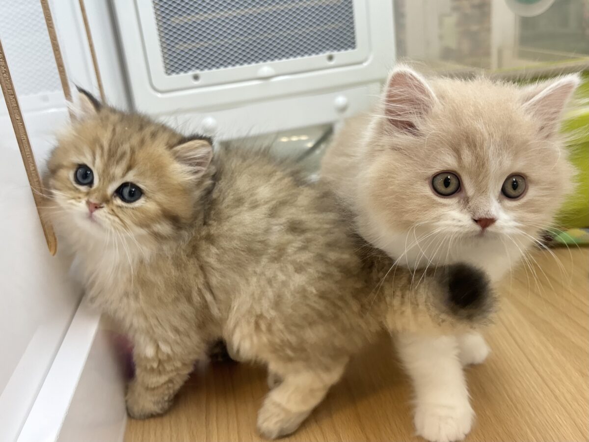 ブリティッシュショートヘア
