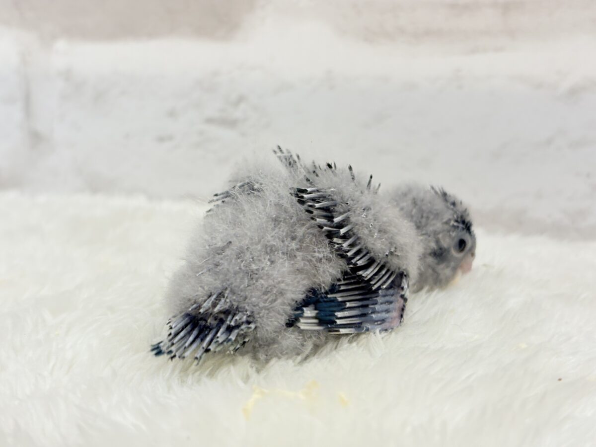 サザナミインコ