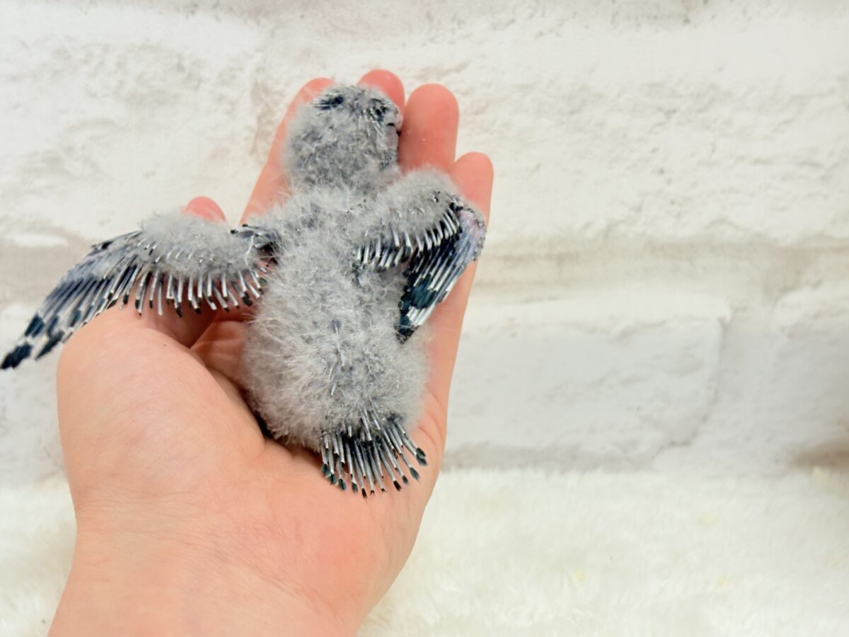 サザナミインコ