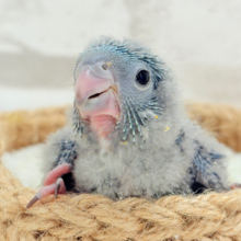 真っ白ふわほわ綿毛さん🐣𖤣𖥧𖥣サザナミインコ(ブルー系) ヒナ