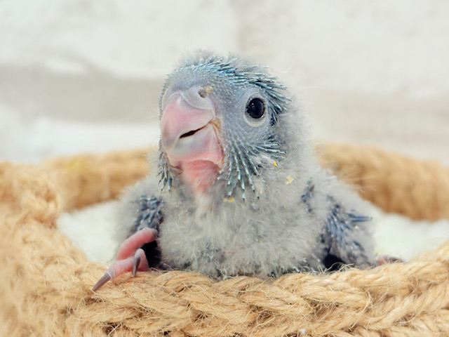 真っ白ふわほわ綿毛さん🐣𖤣𖥧𖥣サザナミインコ(ブルー系) ヒナ