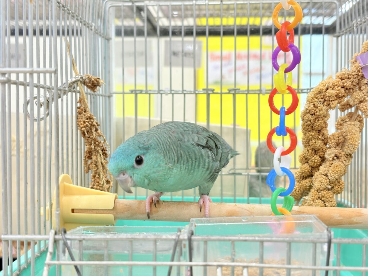 サザナミインコ