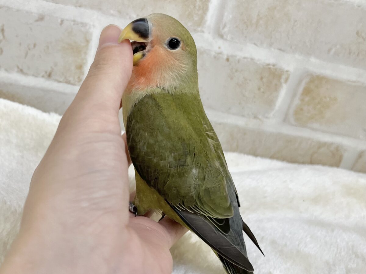 コザクラインコ（小桜インコ）