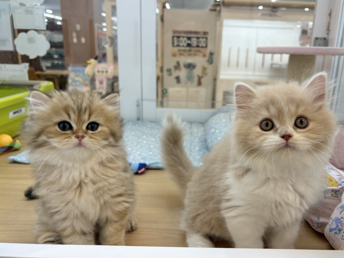 ブリティッシュショートヘア