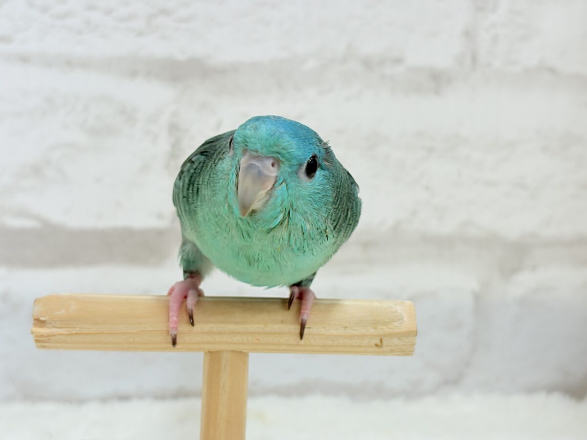 サザナミインコ