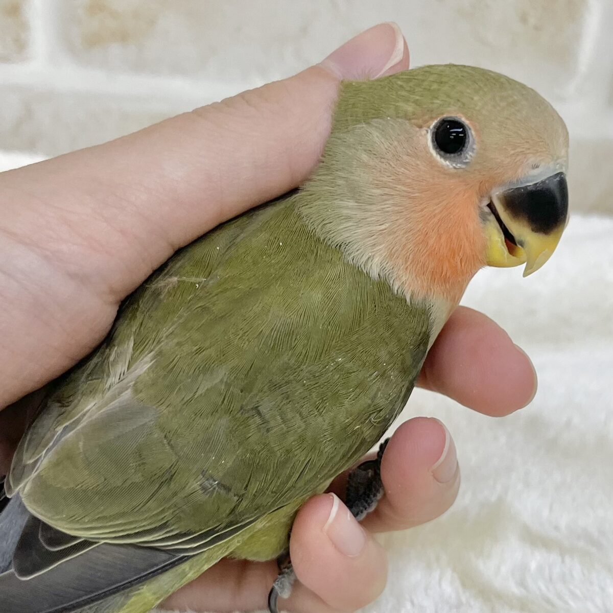 渋いオシャレカラー🫒🌱　コザクラインコ（オリーブ）