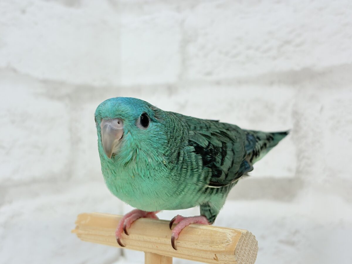 サザナミインコ