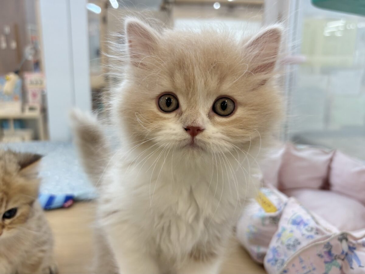 スコティッシュフォールド