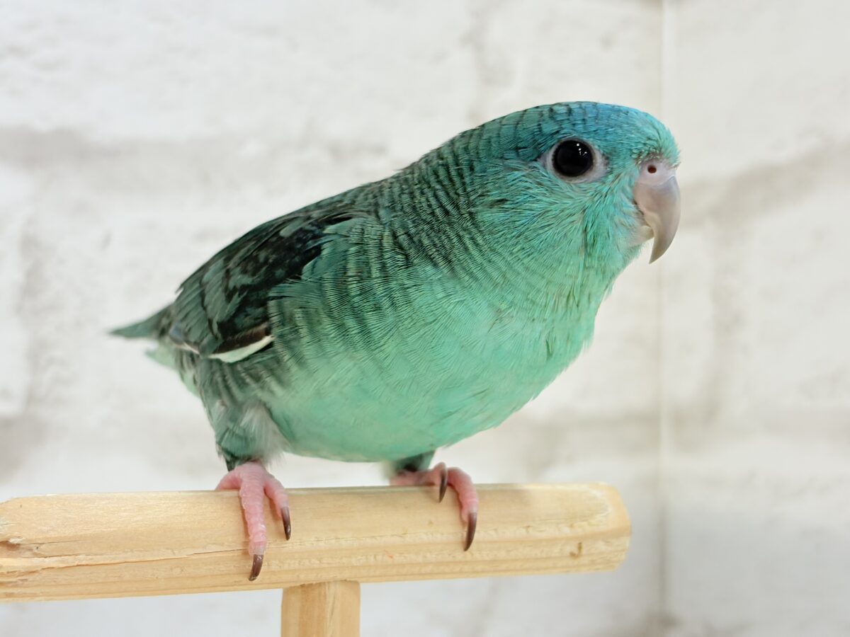 サザナミインコ
