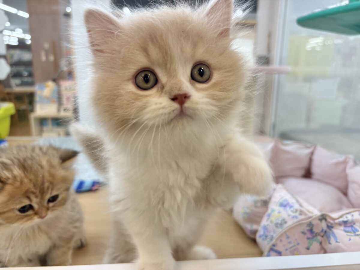 スコティッシュフォールド