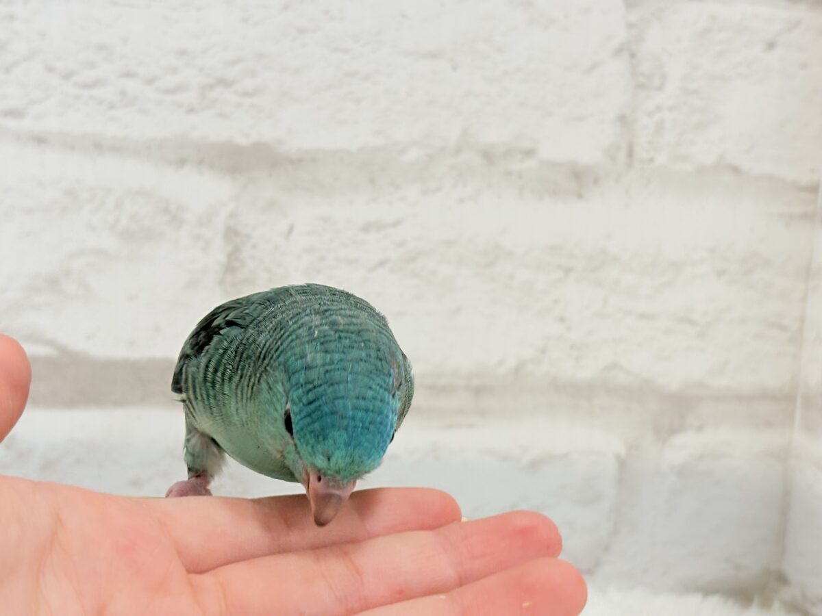 サザナミインコ