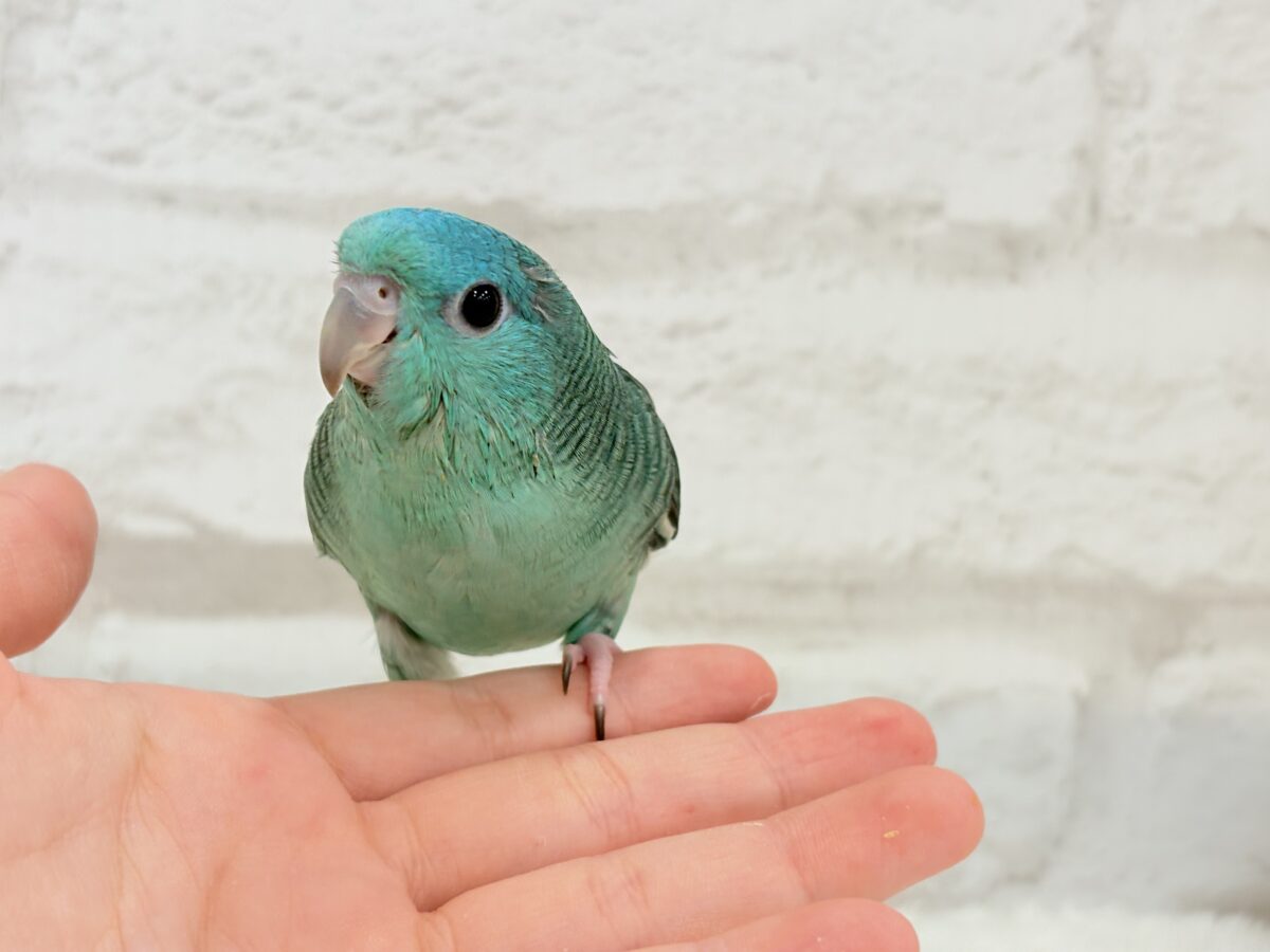 サザナミインコ