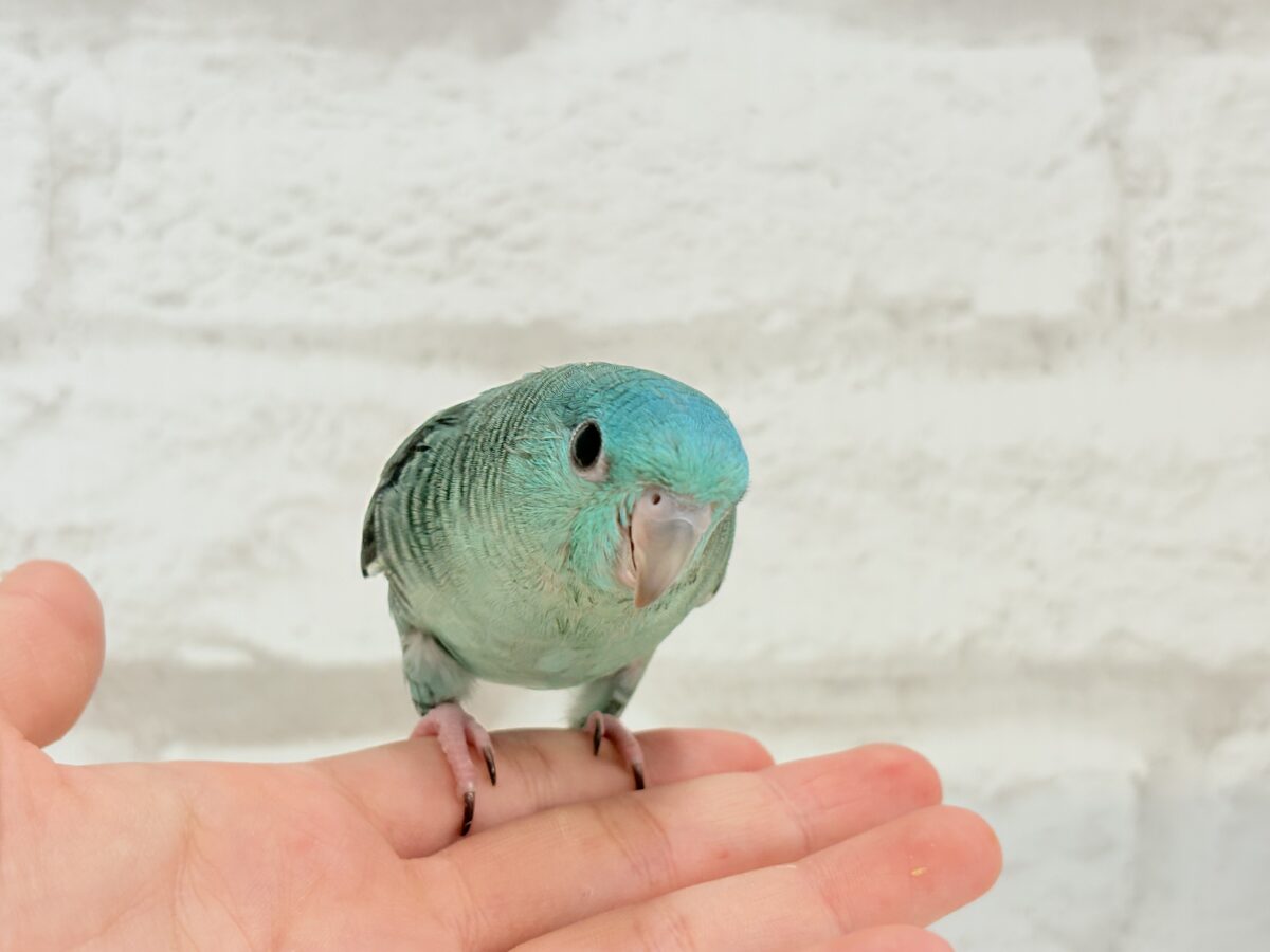 サザナミインコ