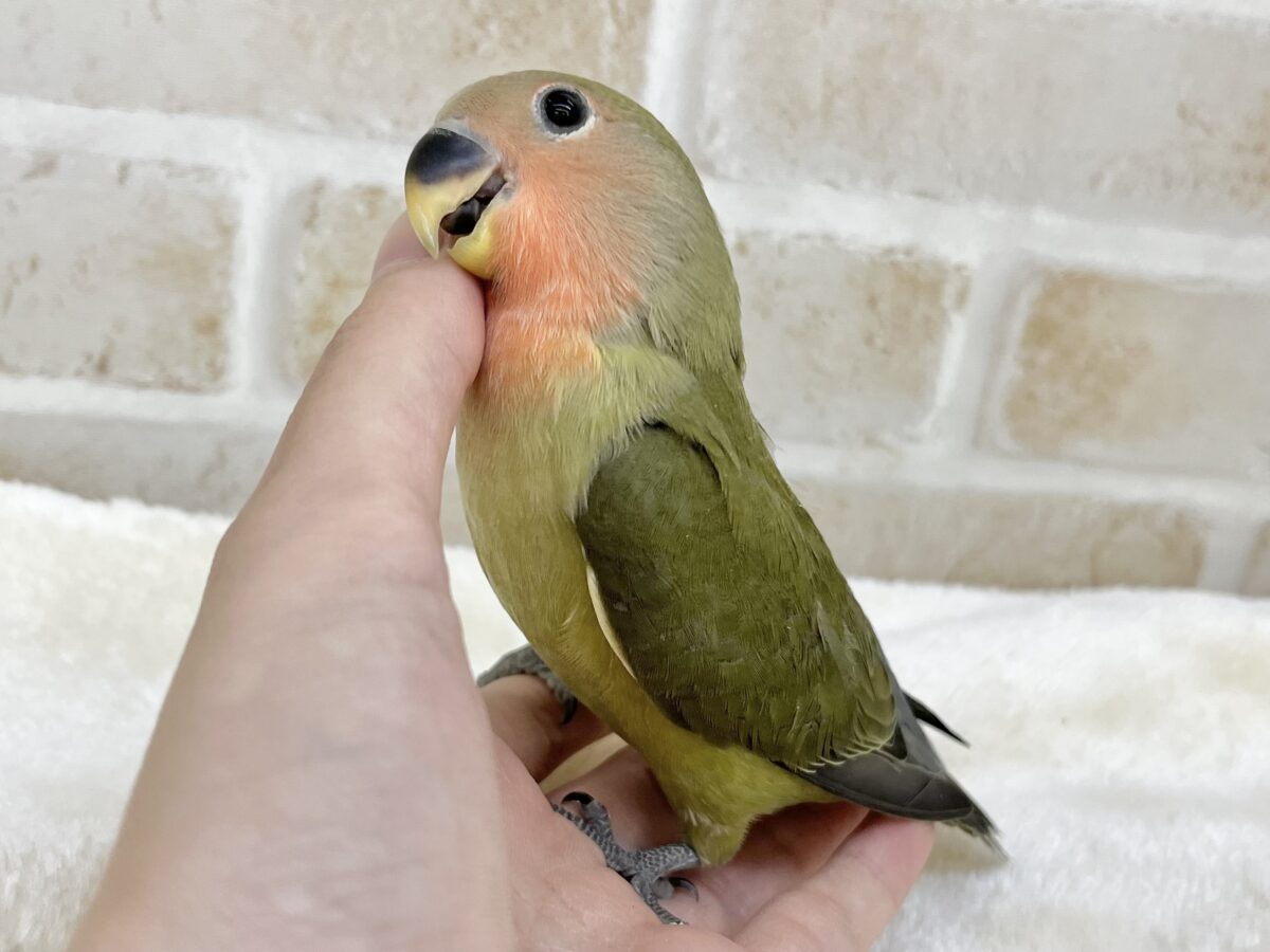 コザクラインコ（小桜インコ）