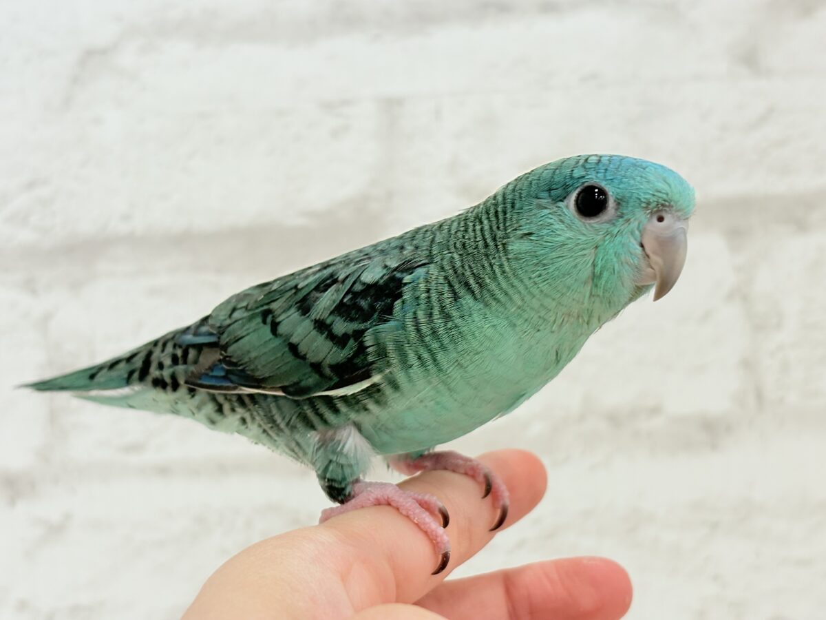 サザナミインコ