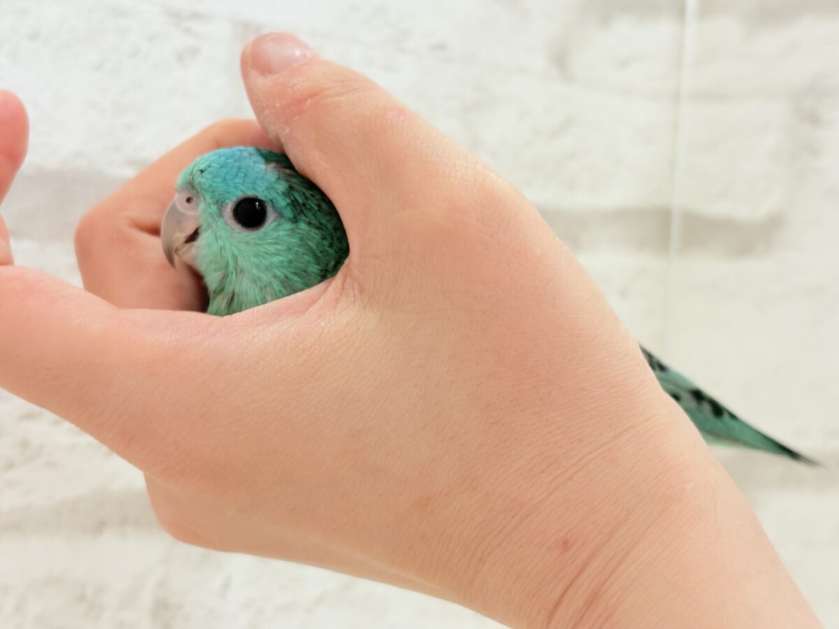 サザナミインコ