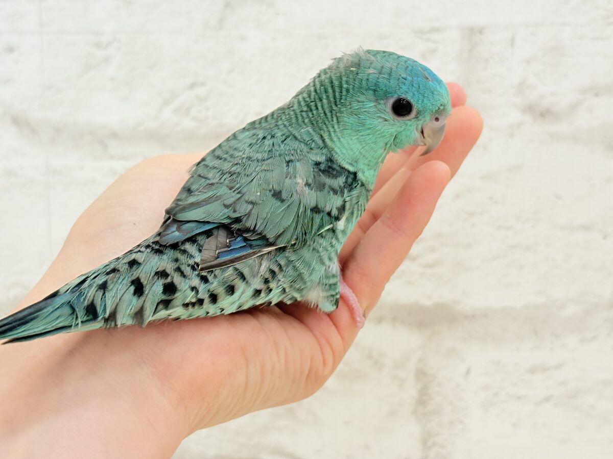 サザナミインコ