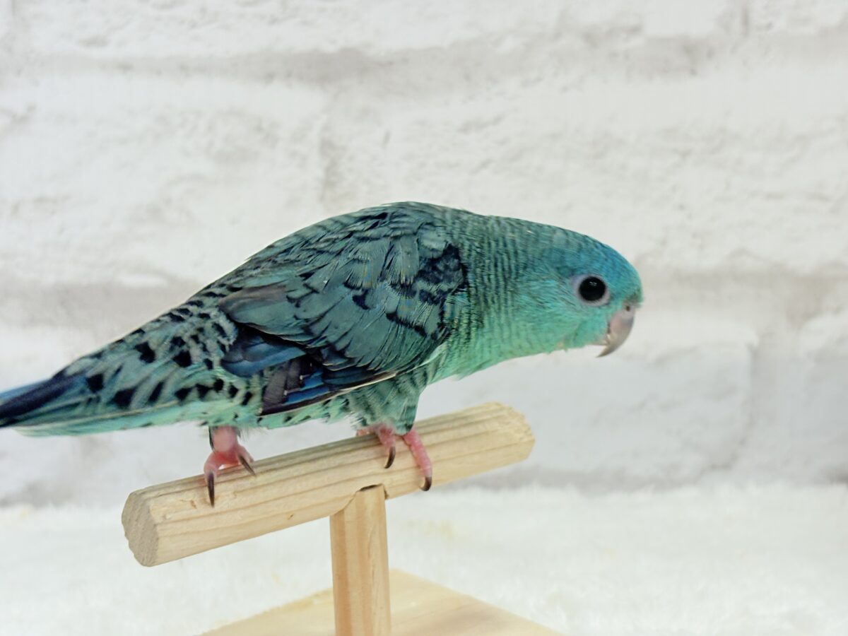 サザナミインコ