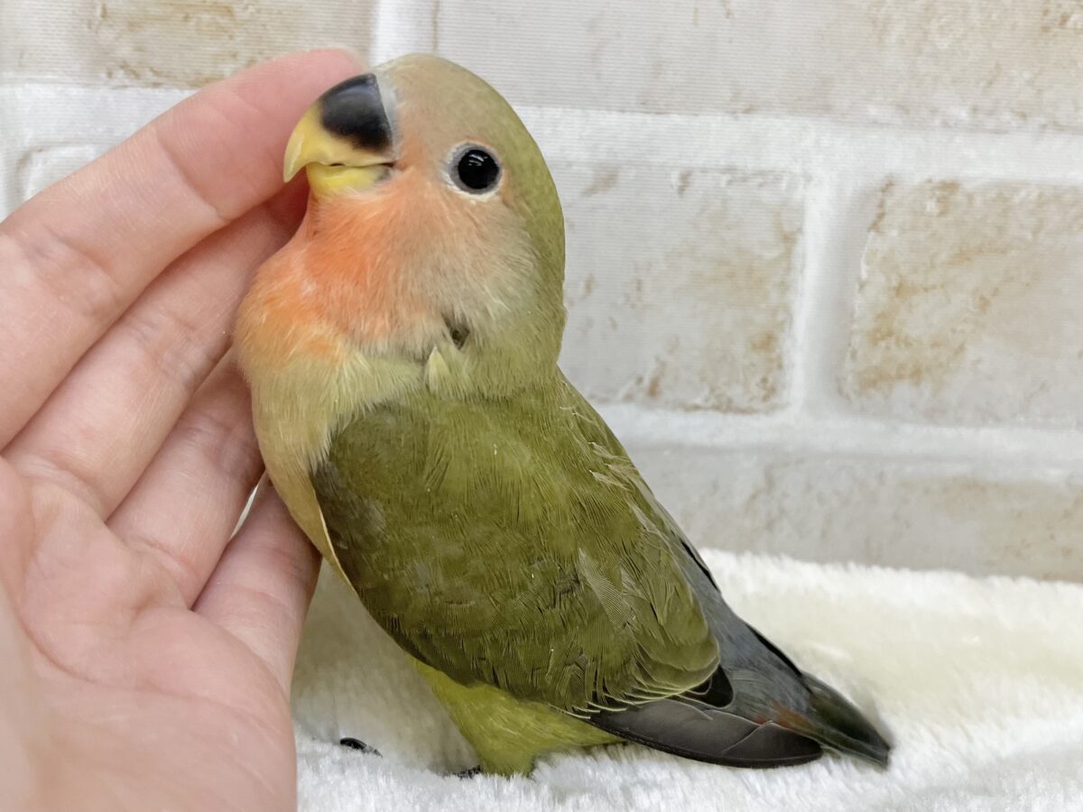 コザクラインコ（小桜インコ）