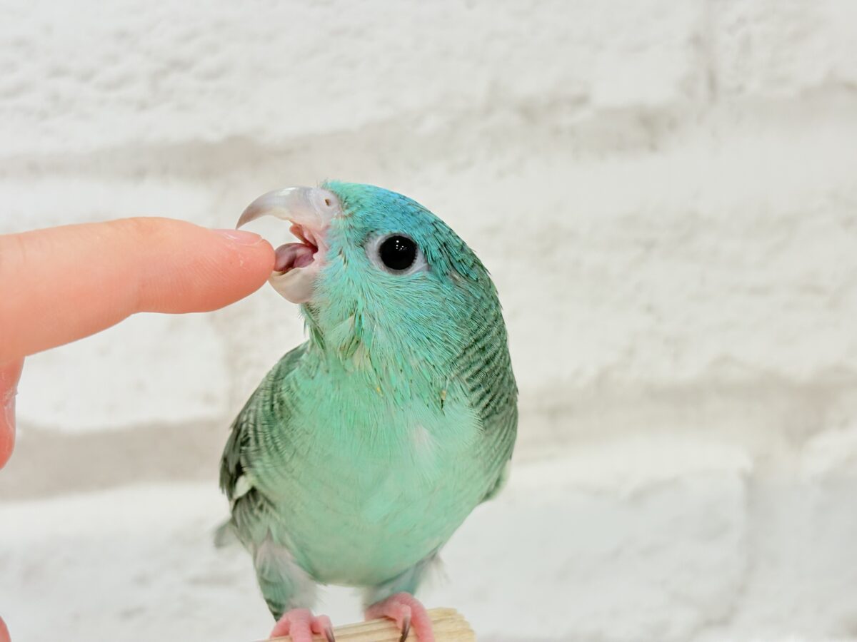 サザナミインコ