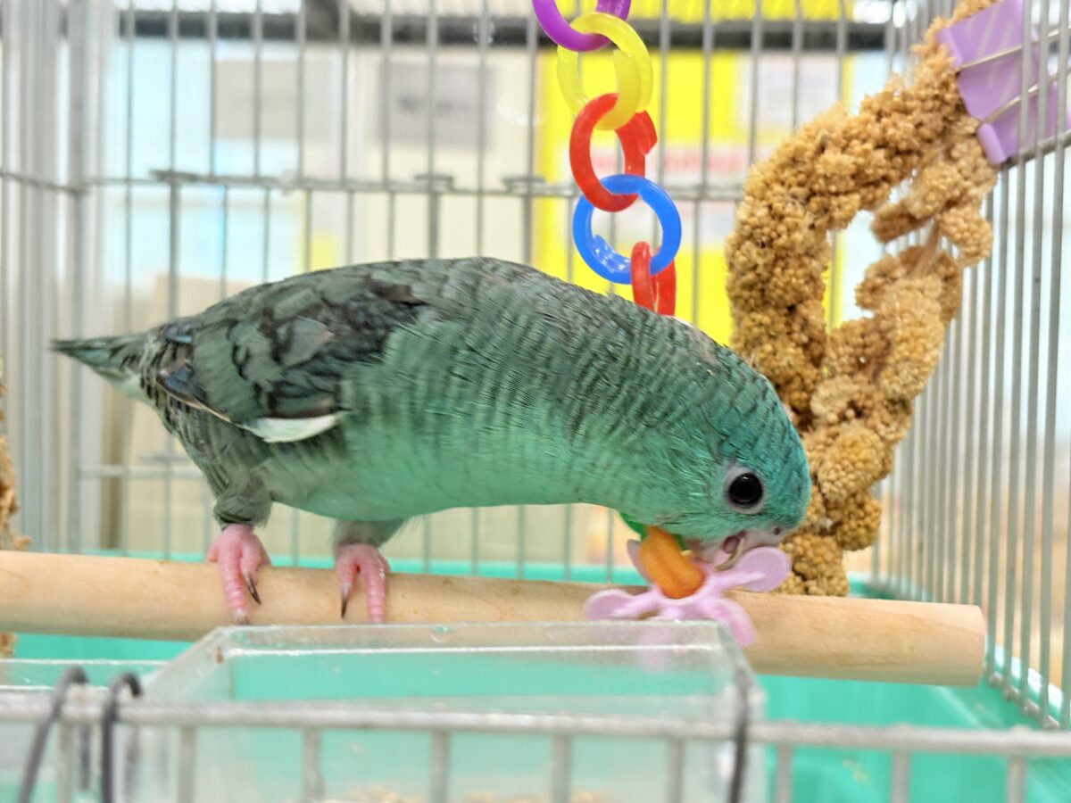 サザナミインコ