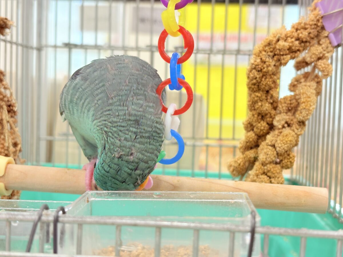 サザナミインコ