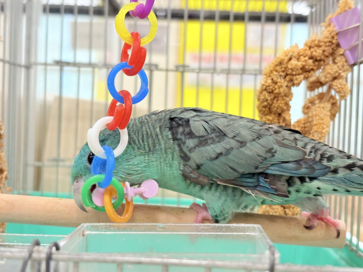サザナミインコ