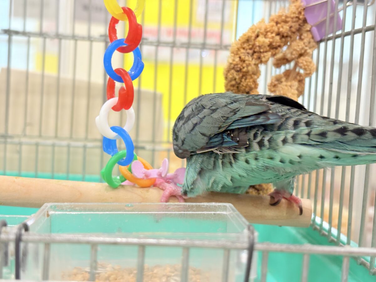 サザナミインコ