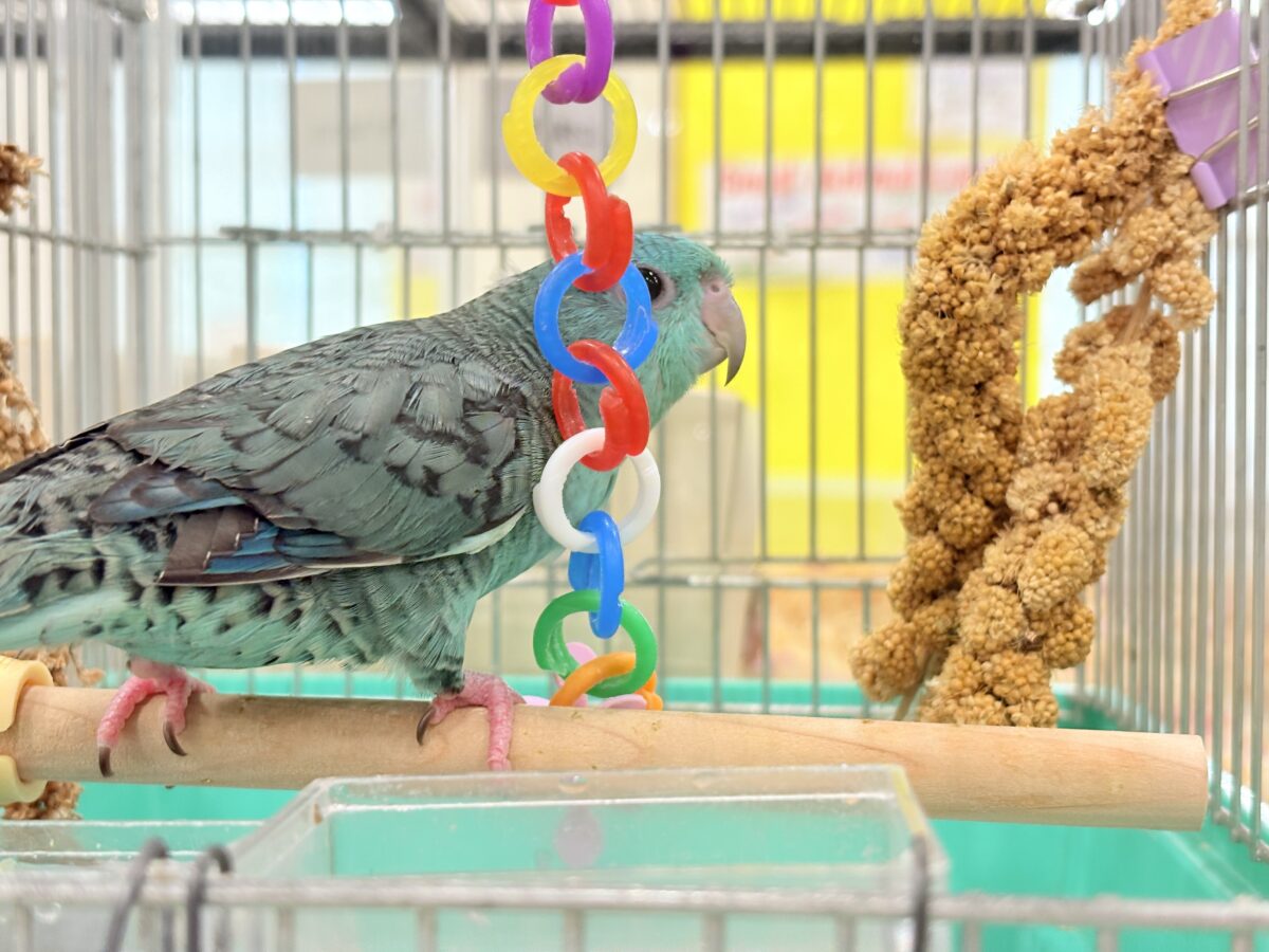サザナミインコ