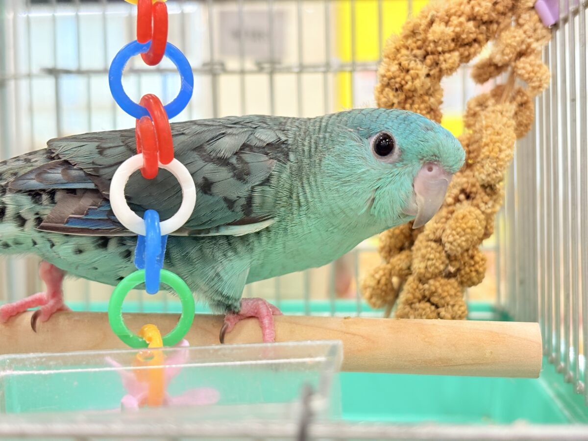 サザナミインコ
