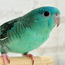 【最新画像更新🪄ひとり餌になりました‪☆】可愛すぎ注意💖サザナミインコ(ターコイズ) ヒナ