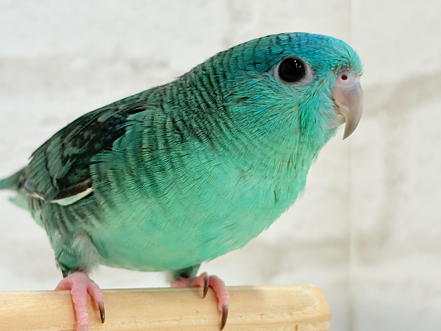 【最新画像更新🪄ひとり餌になりました‪☆】可愛すぎ注意💖サザナミインコ(ターコイズ) ヒナ