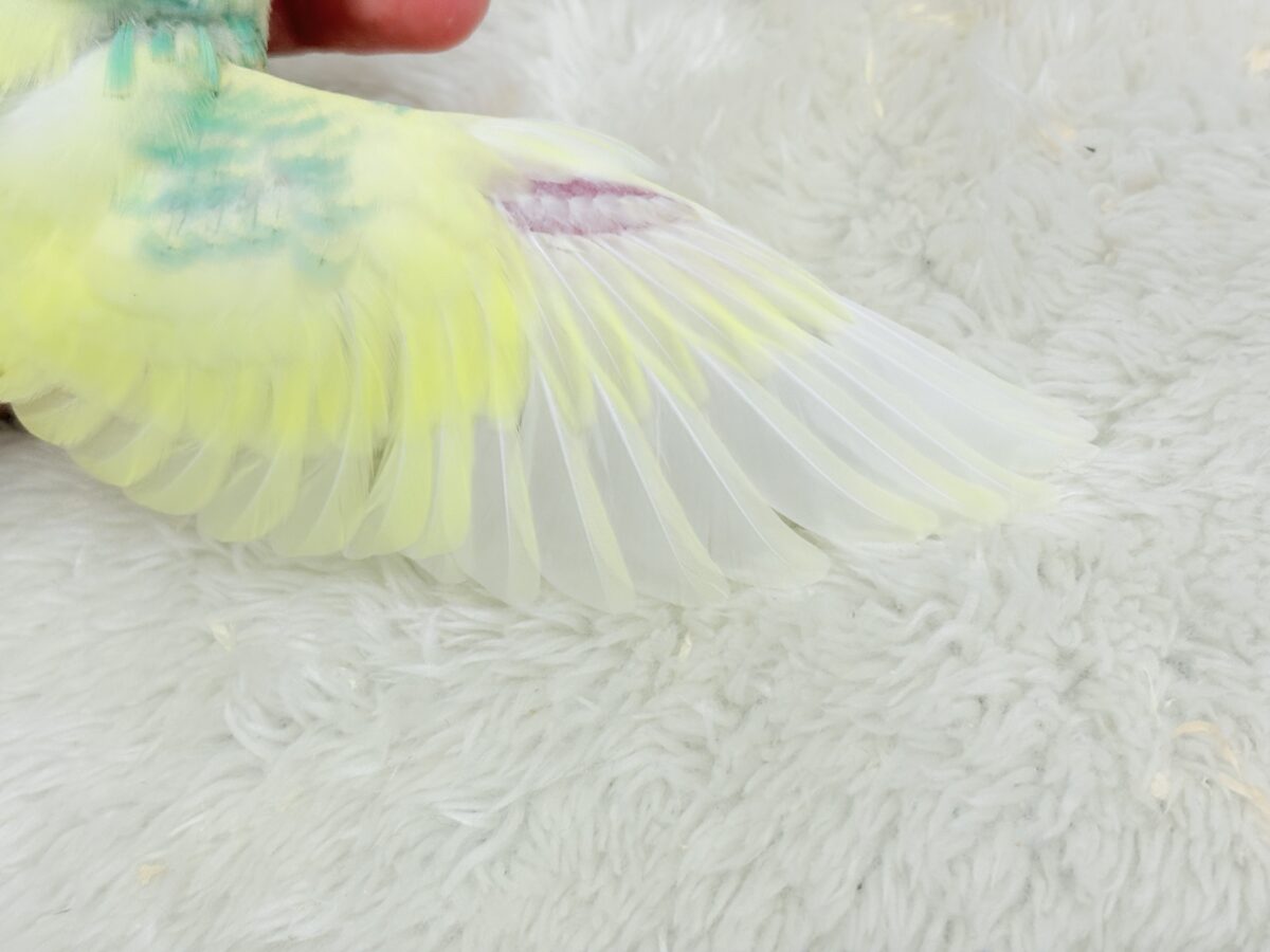 【最新画像更新🪄】お花みたいな模様がチャームポイント🐣🌼セキセイインコ(パステルカラーレインボーパイド) ヒナ セキセイインコ