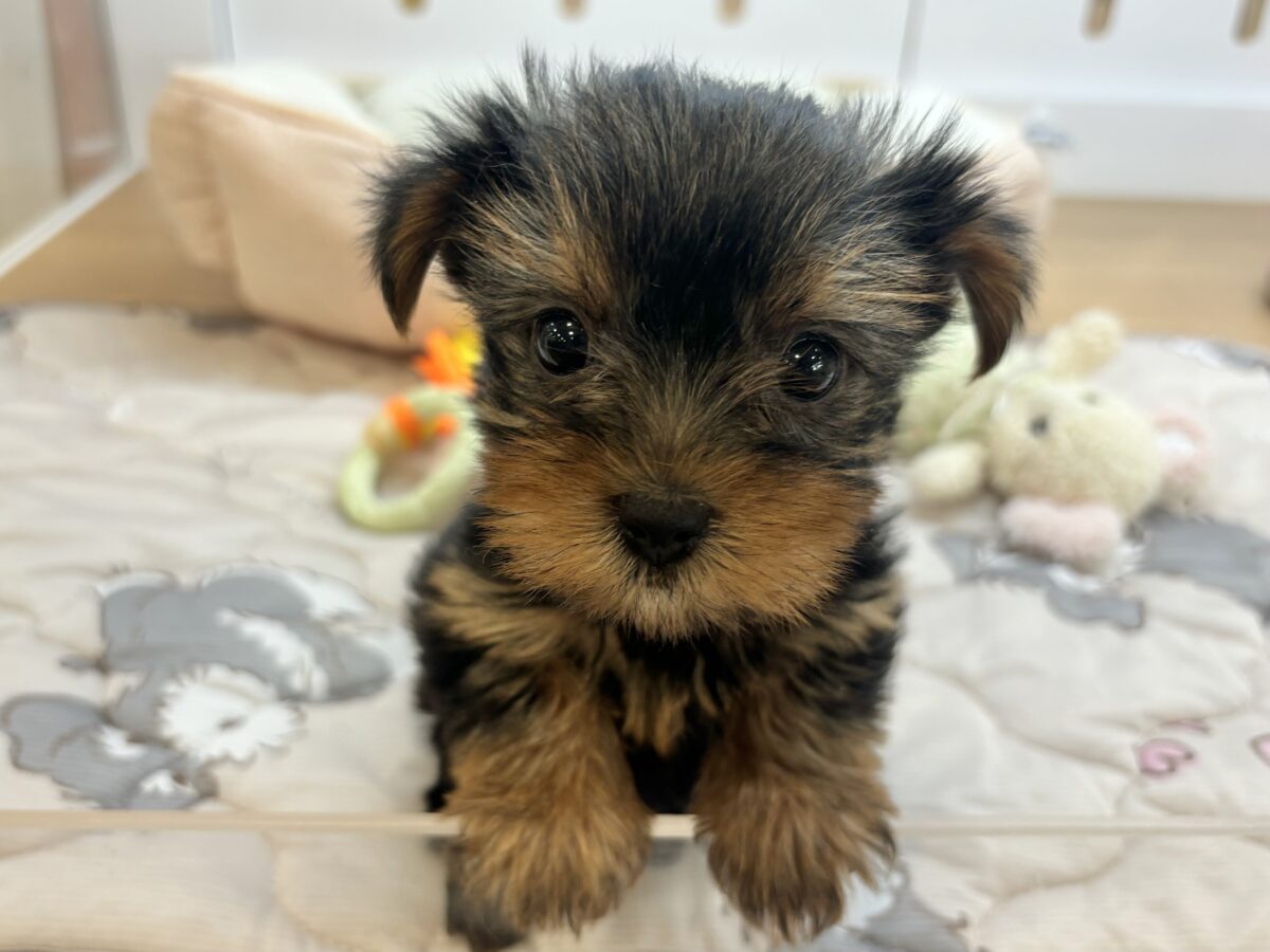 あざとさ要注意♥ヨークシャテリアちゃん！