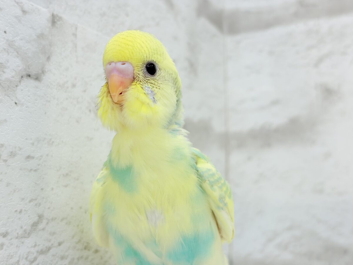 セキセイインコ
