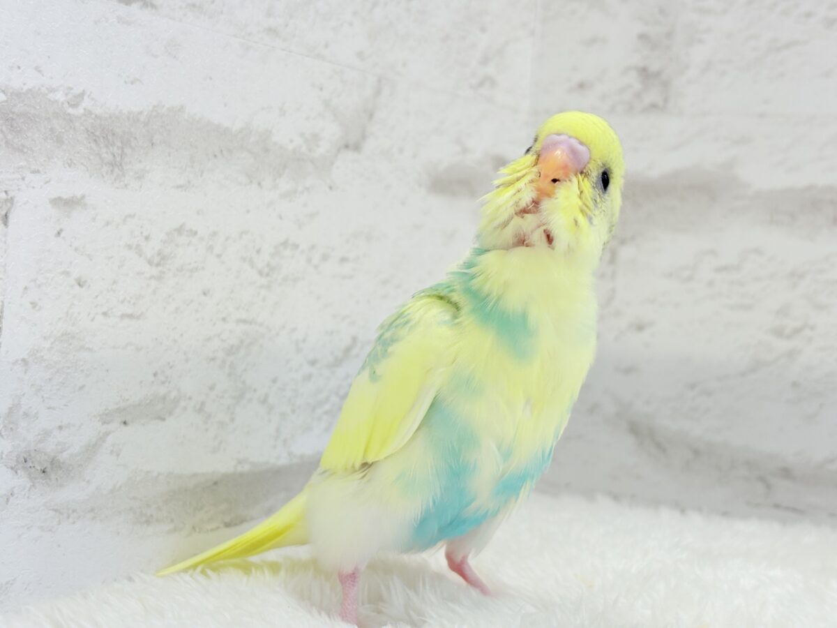 【最新画像更新🪄】お花みたいな模様がチャームポイント🐣🌼セキセイインコ(パステルカラーレインボーパイド) ヒナ セキセイインコ