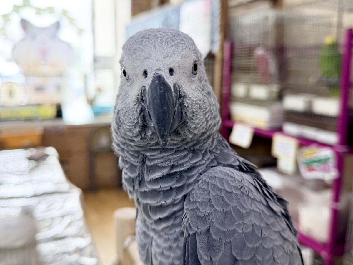 ヨウム