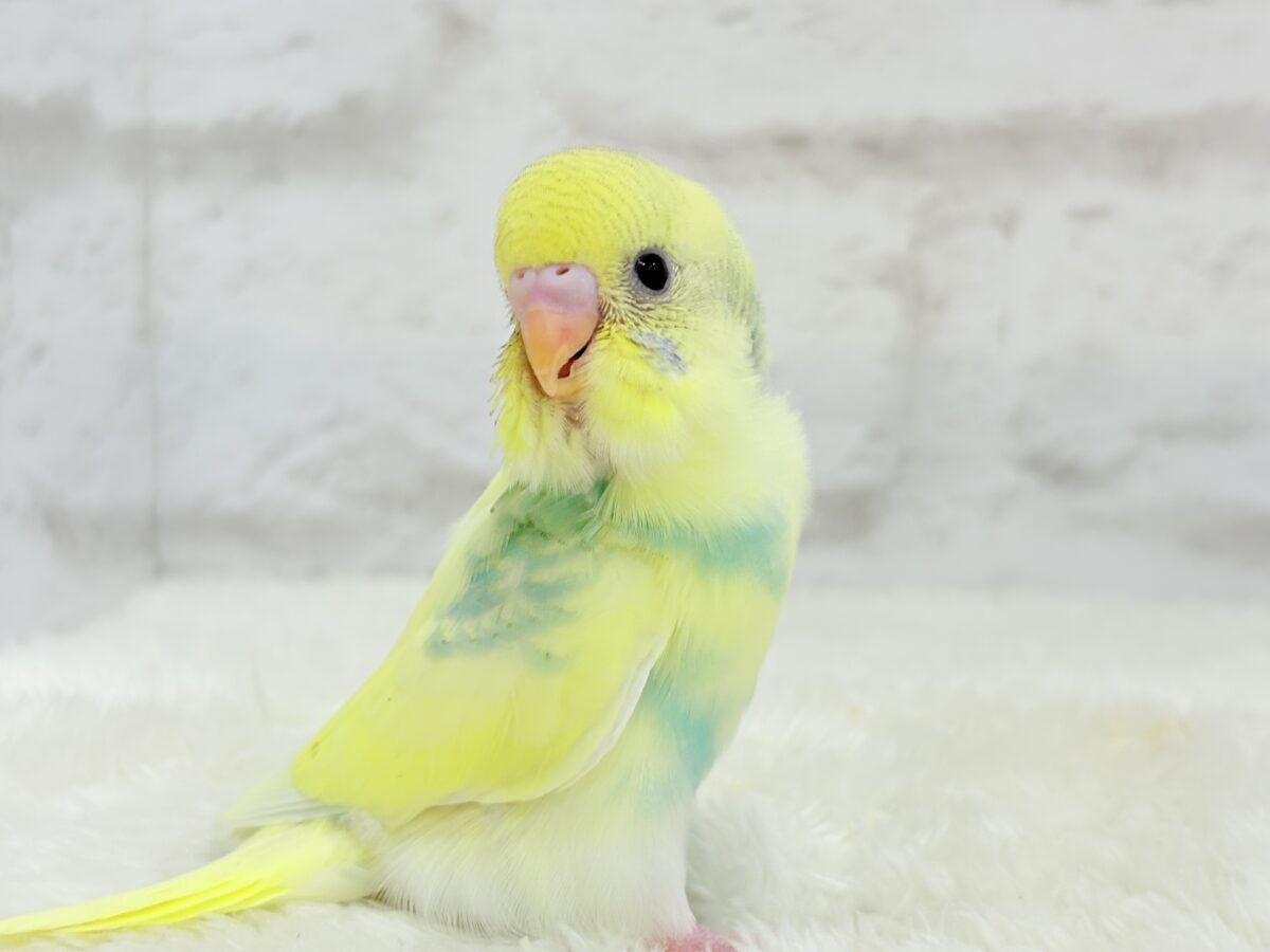 【最新画像更新🪄】お花みたいな模様がチャームポイント🐣🌼セキセイインコ(パステルカラーレインボーパイド) ヒナ セキセイインコ