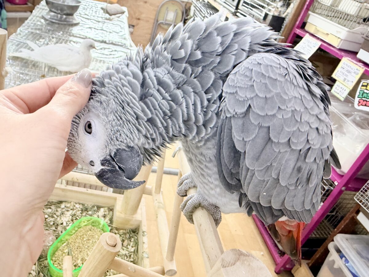 ヨウム