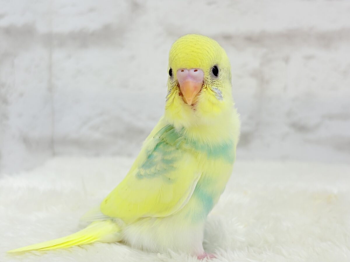 【最新画像更新🪄】お花みたいな模様がチャームポイント🐣🌼セキセイインコ(パステルカラーレインボーパイド) ヒナ セキセイインコ