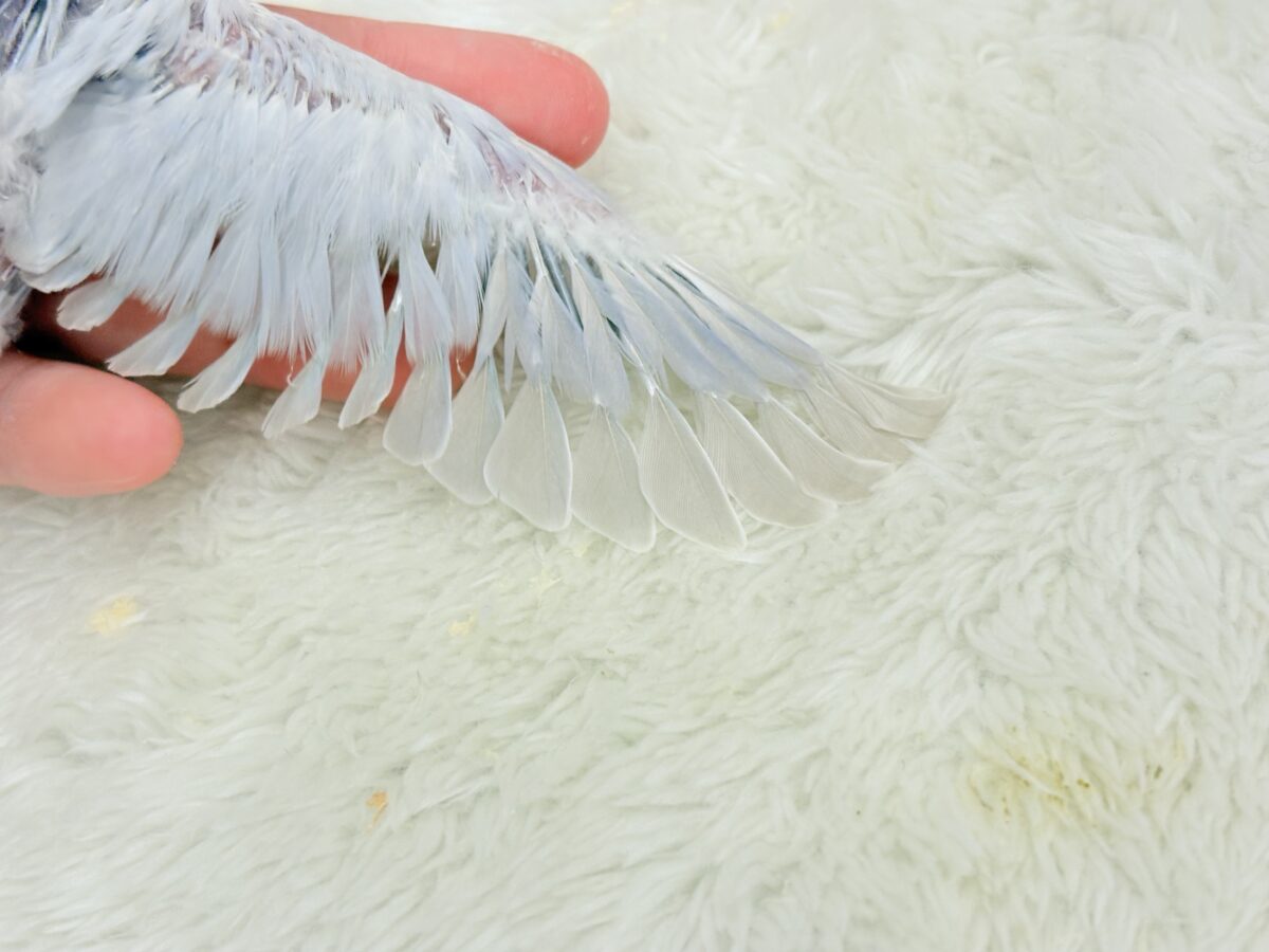 コザクラインコ（小桜インコ）