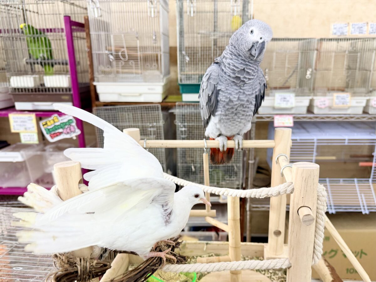 ヨウム