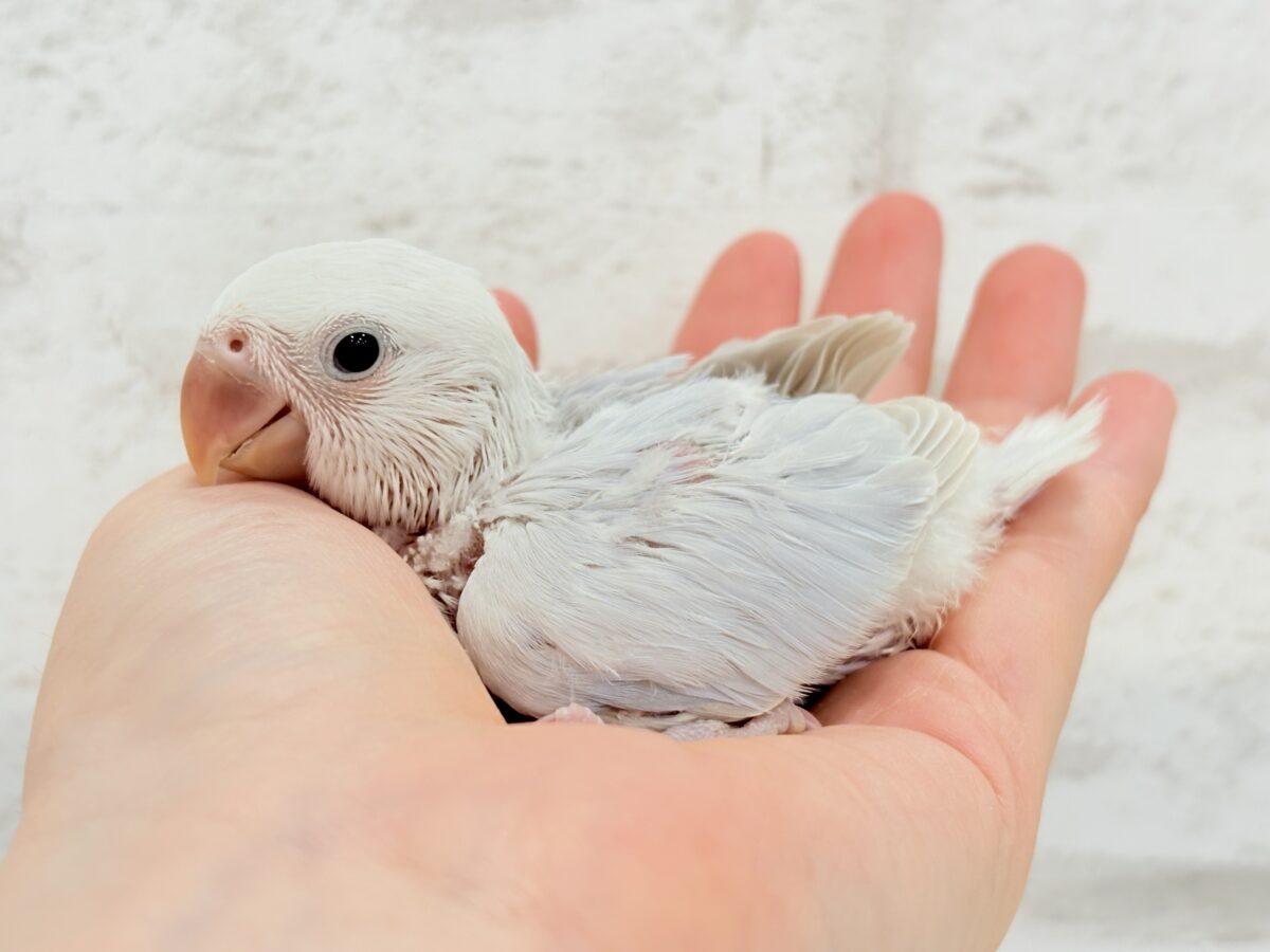 コザクラインコ（小桜インコ）
