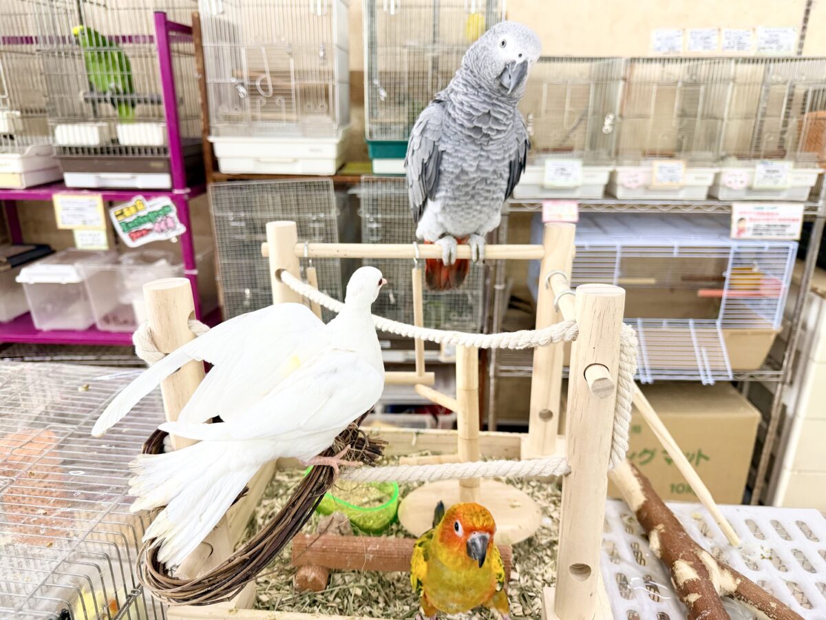 ヨウム