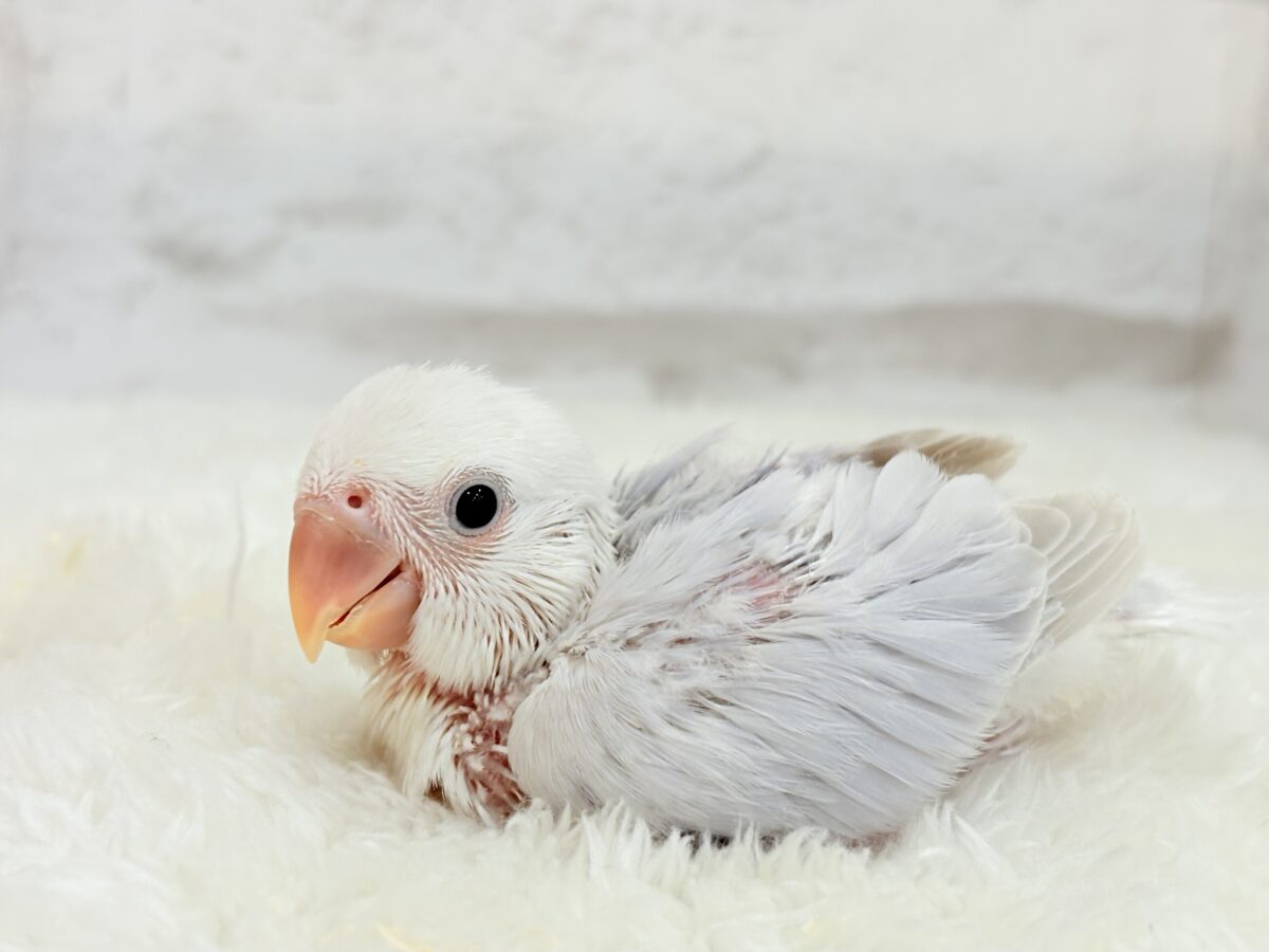 コザクラインコ（小桜インコ）