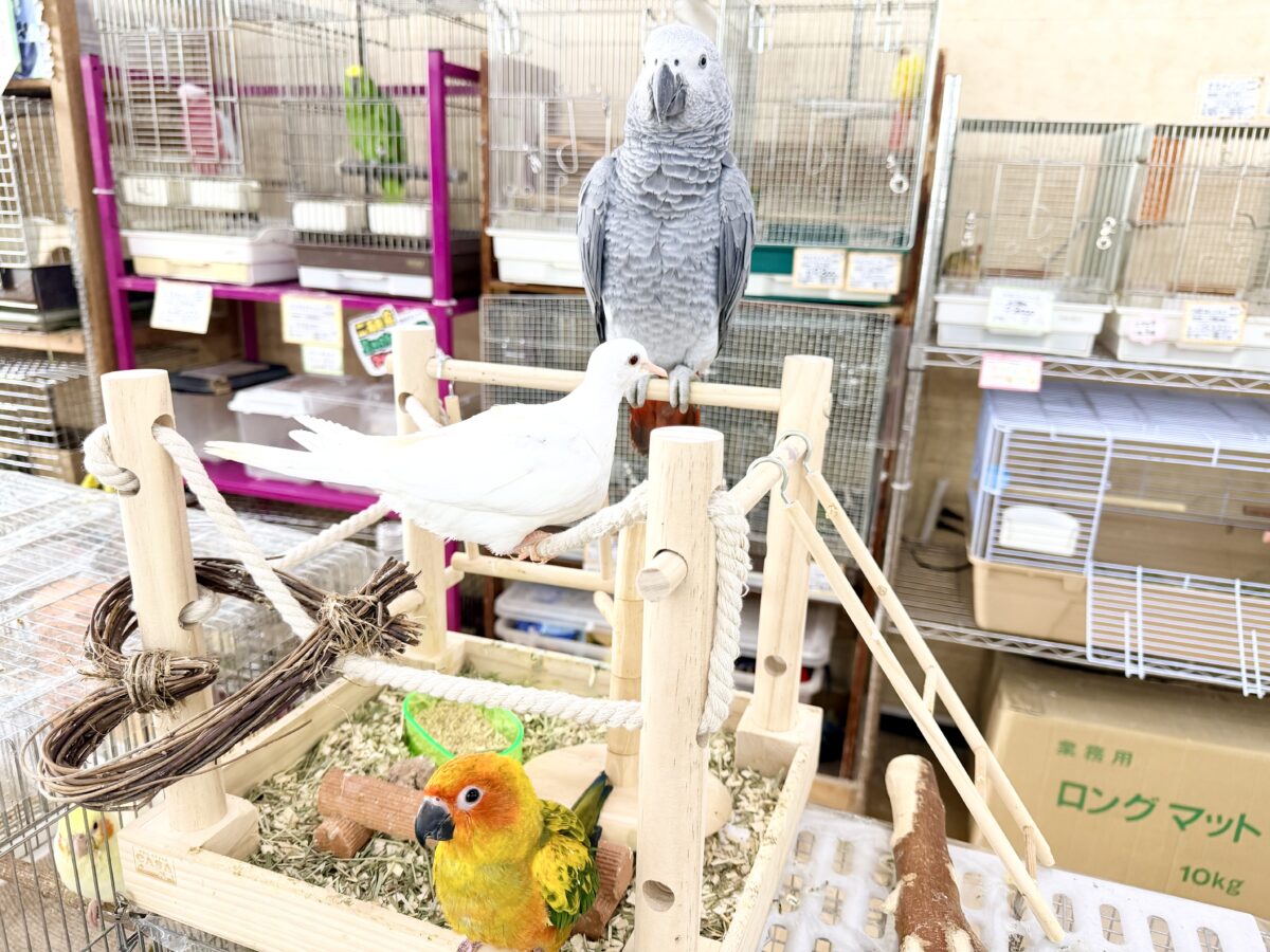 ヨウム