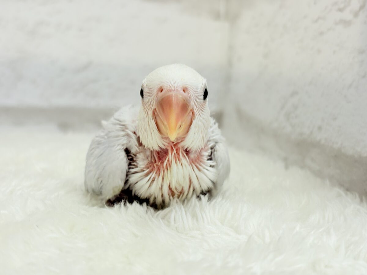 コザクラインコ（小桜インコ）