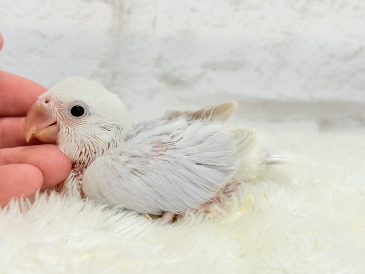 コザクラインコ（小桜インコ）